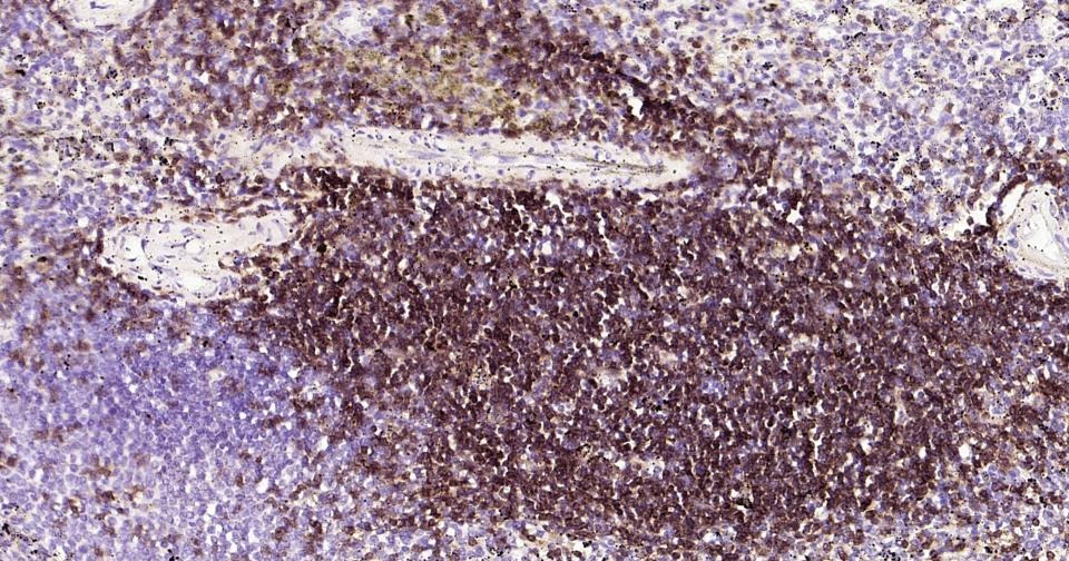 Anti-CD4 Antibody (8N971)