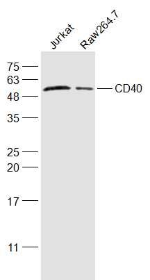 Anti-CD40 Polyclonal Antibody