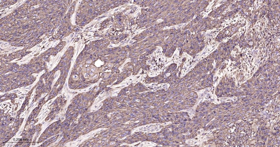 Anti-CD44 Antibody (4R653)