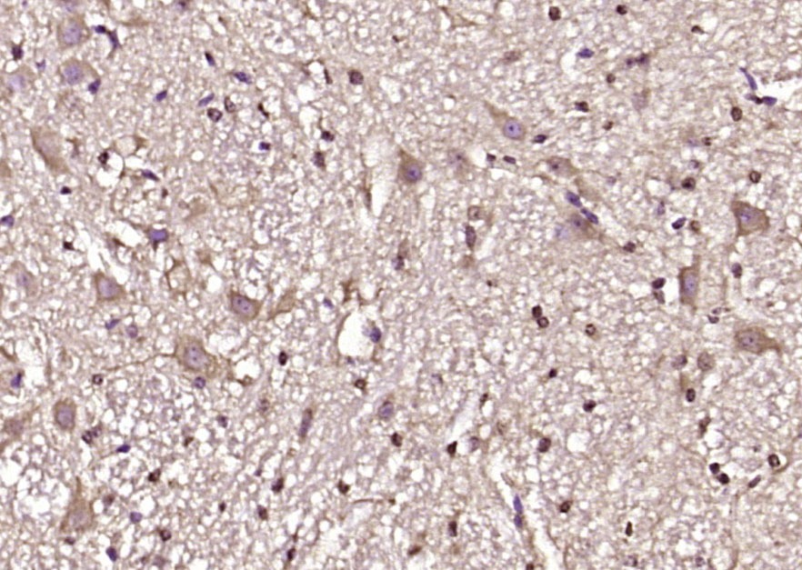 Anti-CDC42 Polyclonal Antibody