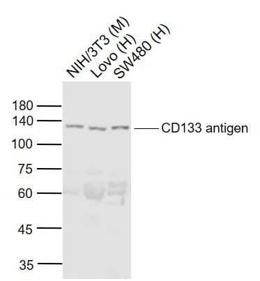 Anti-CD133/PROM1 Polyclonal Antibody