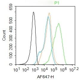 Anti-CCR2/CD192 Polyclonal Antibody