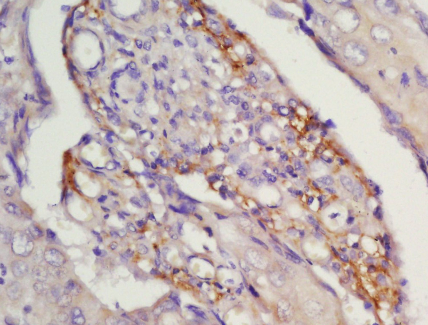 Anti-CCR7 Polyclonal Antibody
