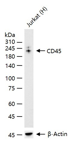 Anti-CD45 Polyclonal Antibody