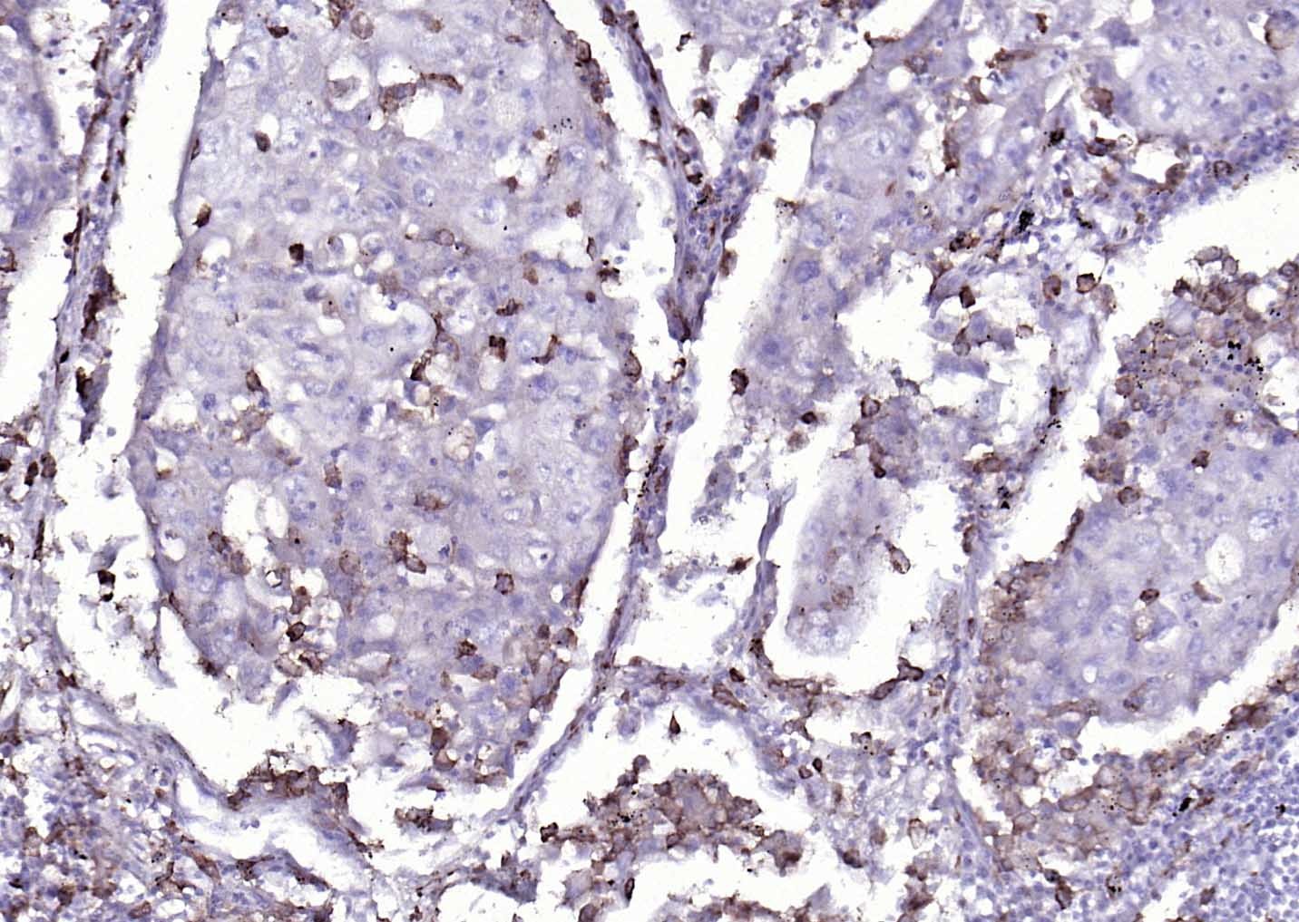 Anti-CD14 Polyclonal Antibody