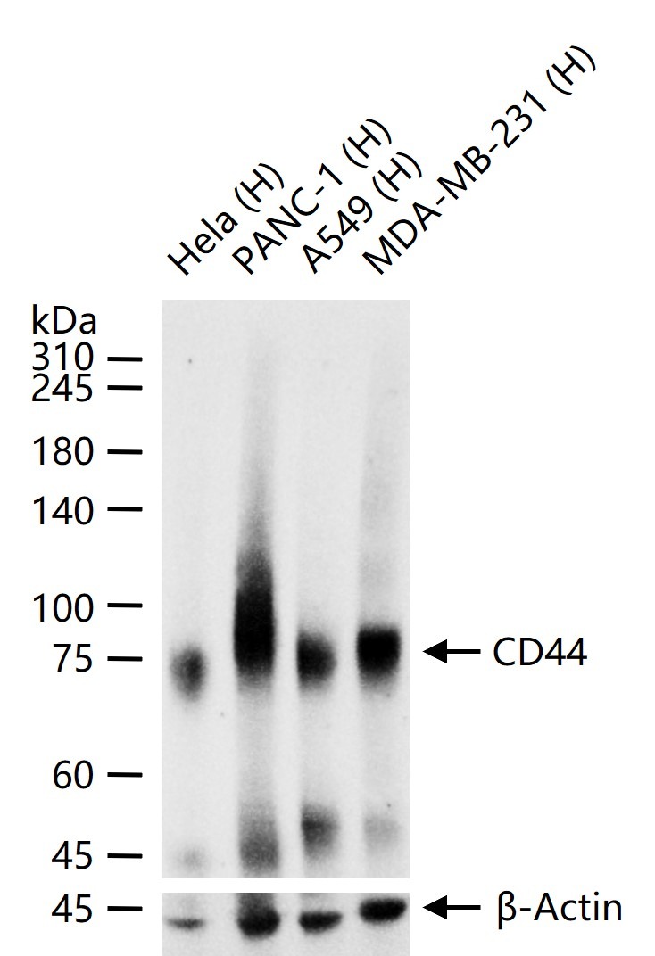 Anti-CD44 Antibody (4R653)