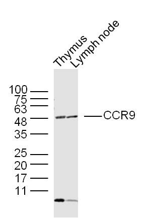 Anti-CCR9 Polyclonal Antibody