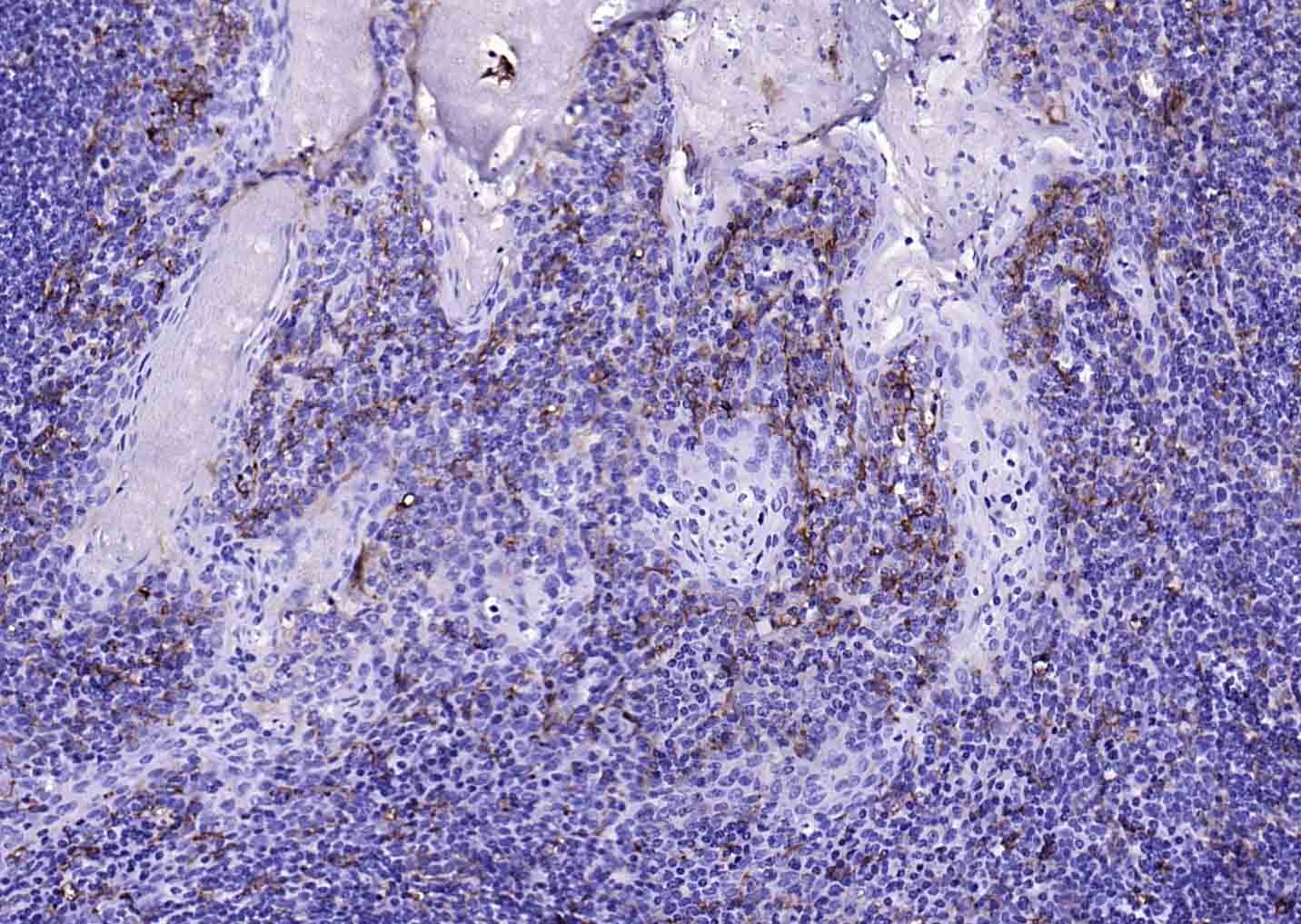 Anti-CD14 Polyclonal Antibody