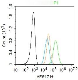 Anti-CD11c Polyclonal Antibody