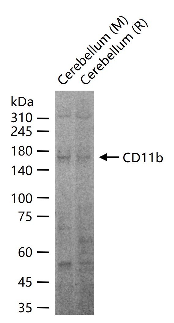 Anti-CD11b Polyclonal Antibody