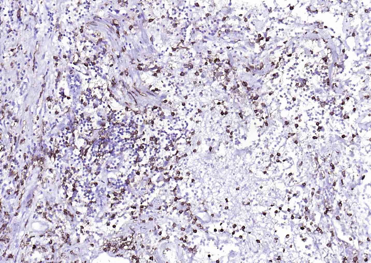 Anti-CD14 Polyclonal Antibody