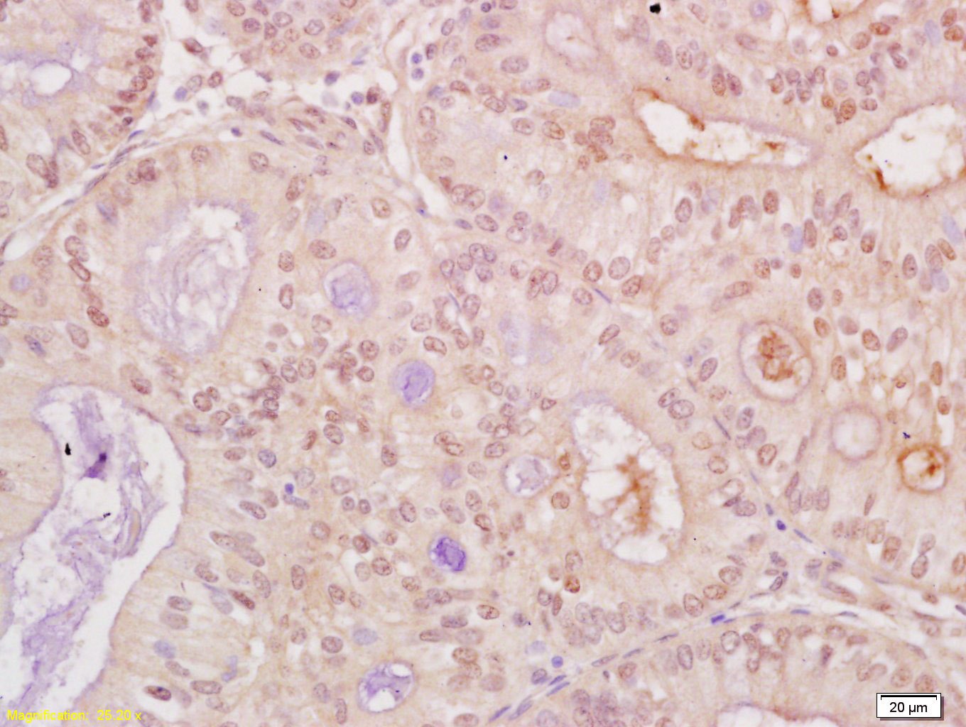 Anti-CDK1 Polyclonal Antibody