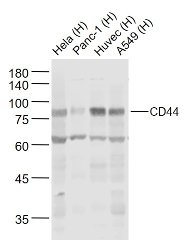 Anti-CD44 Polyclonal Antibody