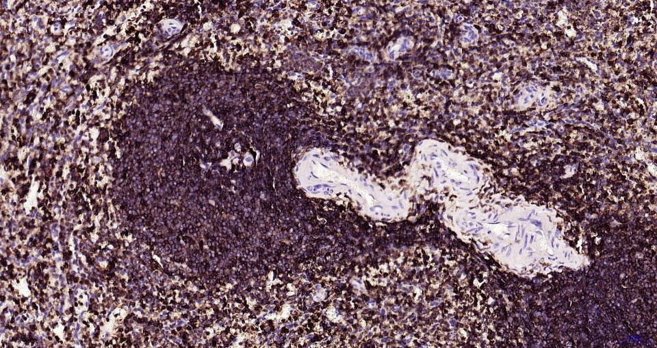 Anti-CD45 Polyclonal Antibody