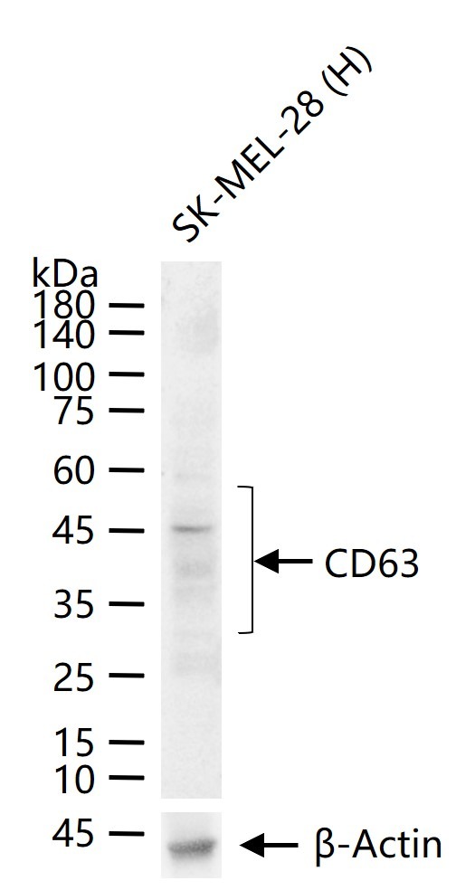 Anti-CD63 Polyclonal Antibody