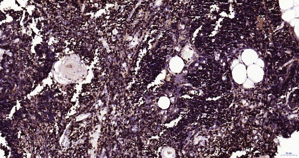 Anti-CD45 Polyclonal Antibody