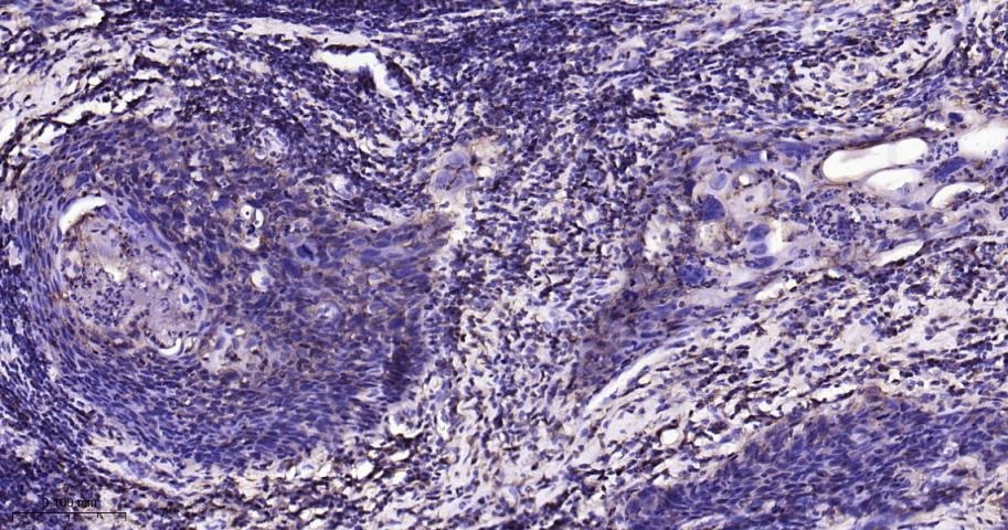 Anti-CD44 Antibody (4R653)