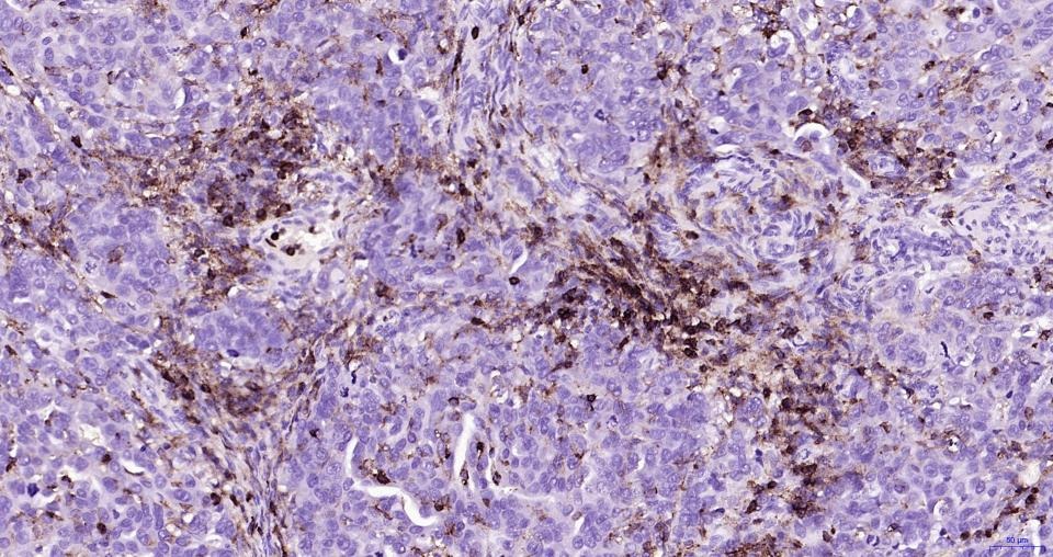 Anti-CD45 Polyclonal Antibody