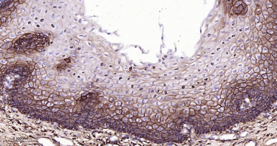 Anti-CD44 Antibody (4R653)