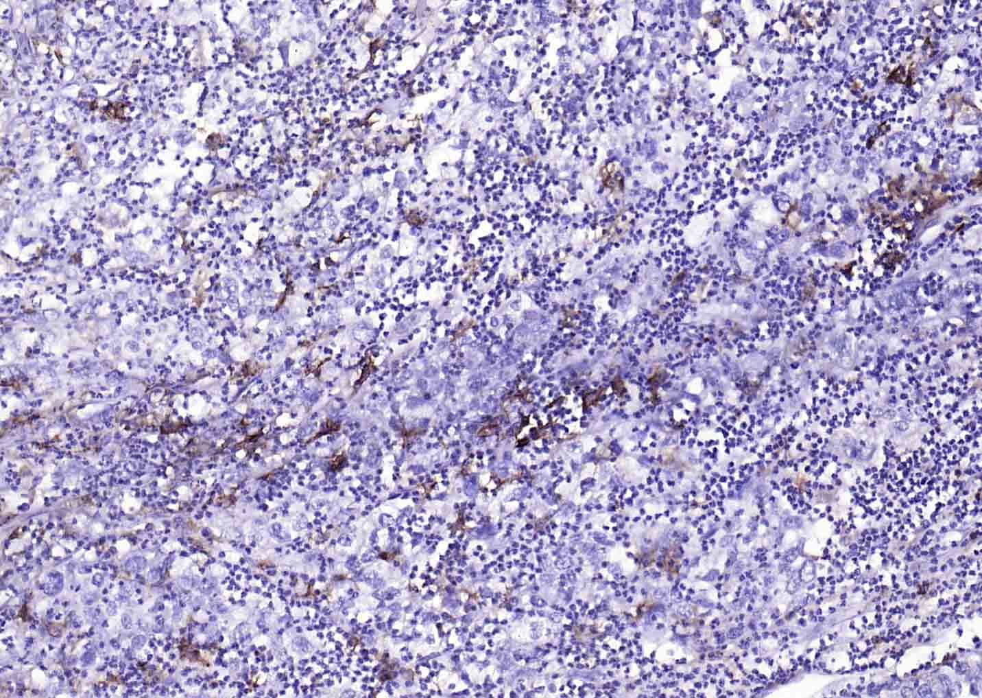 Anti-CD14 Polyclonal Antibody
