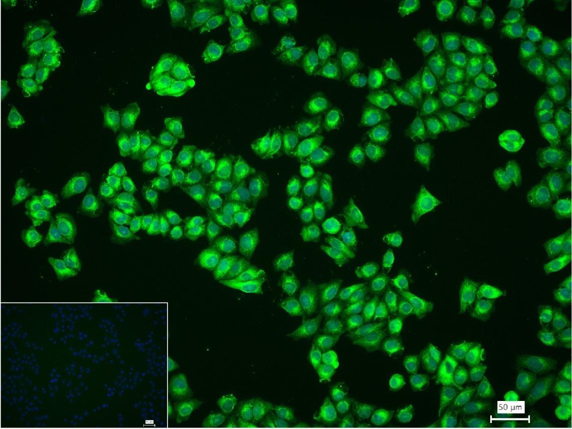 Anti-CD63 Antibody (7S689)
