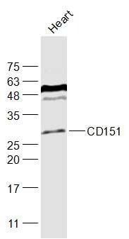 Anti-CD151 Polyclonal Antibody