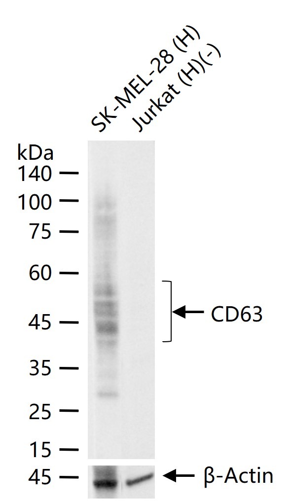 Anti-CD63 Antibody (7S689)