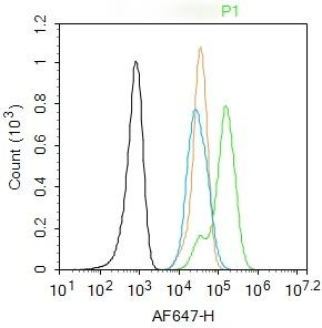 Anti-Galectin-3/LGALS3 Polyclonal Antibody