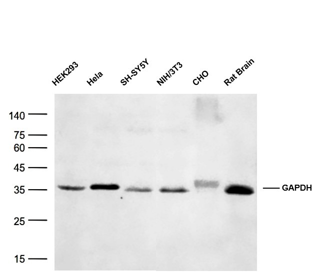 GAPDH Loading Control Antibody (9U185)