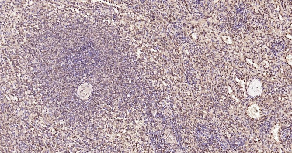 GAPDH Loading Control Polyclonal Antibody 2