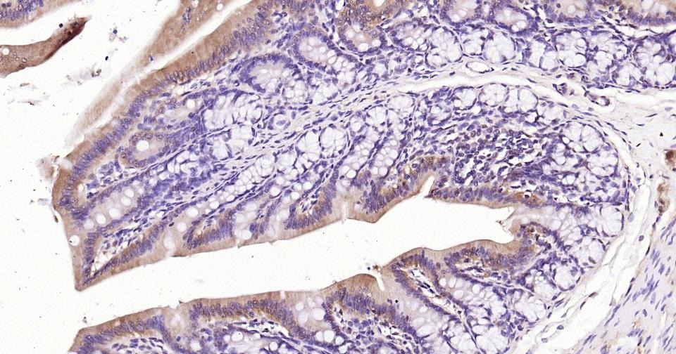 GAPDH Loading Control Polyclonal Antibody 2