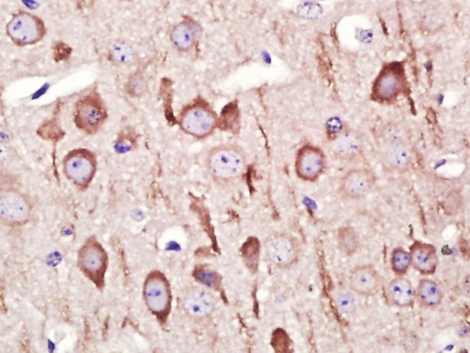 Anti-GADD45B Polyclonal Antibody