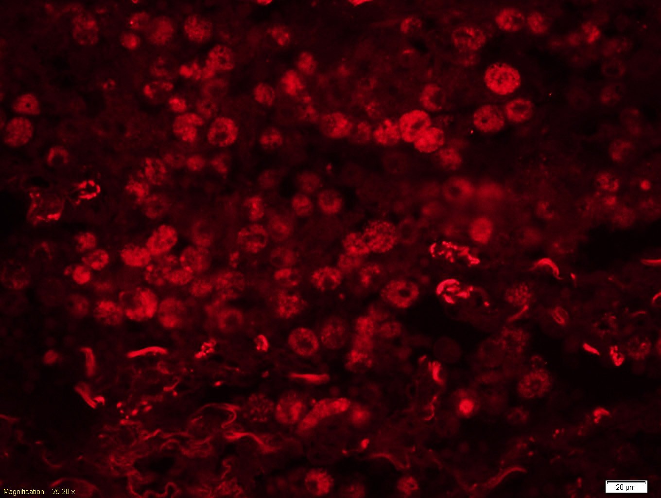 Anti-GADD45B Polyclonal Antibody