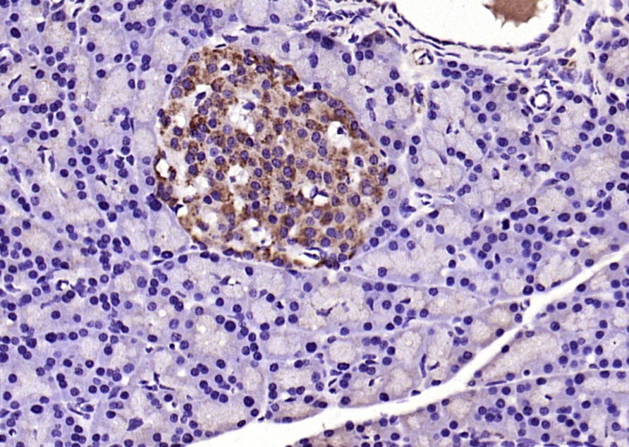 Anti-Galectin-9 Polyclonal Antibody