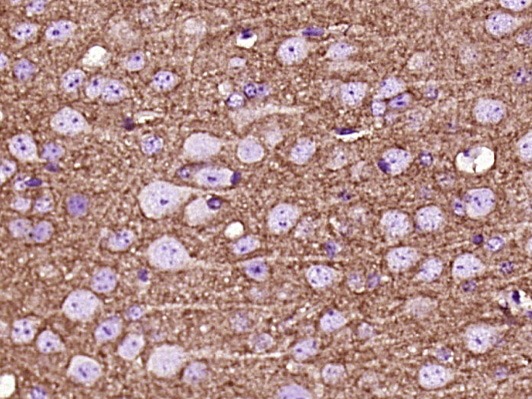 Anti-GAP43 Antibody (6V411)