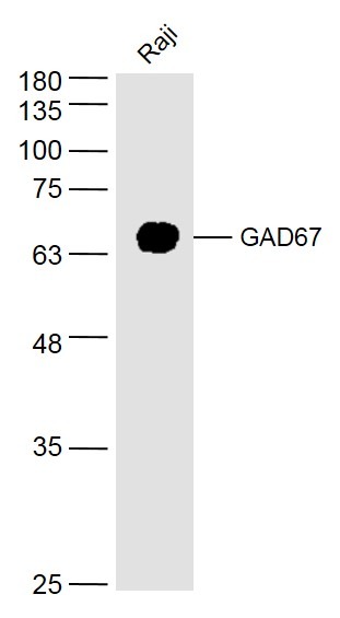 Anti-GAD67 Polyclonal Antibody