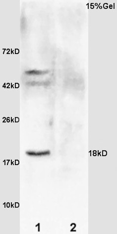 Anti-GADD45A Polyclonal Antibody