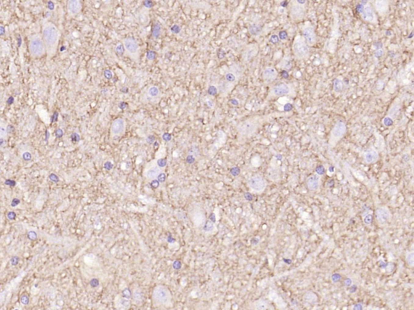 Anti-GAP43 Antibody (6V411)
