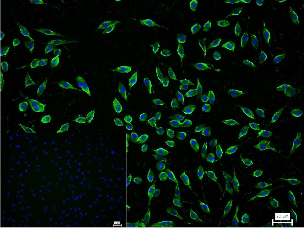 Anti-GAP43 Antibody (6V411)