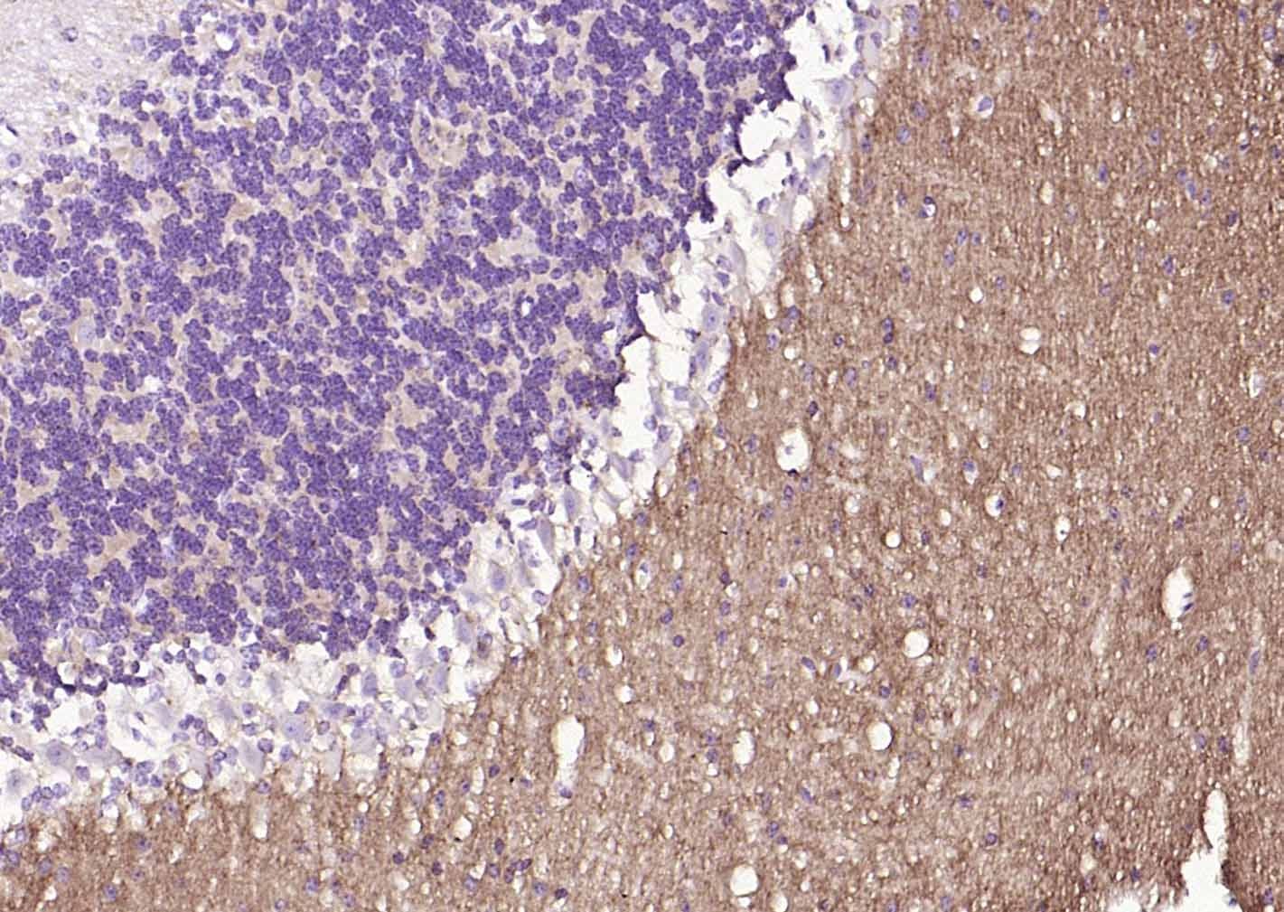 Anti-GAP43 Antibody (6V411)
