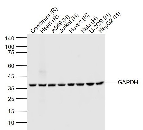 GAPDH Loading Control Antibody (9U185)