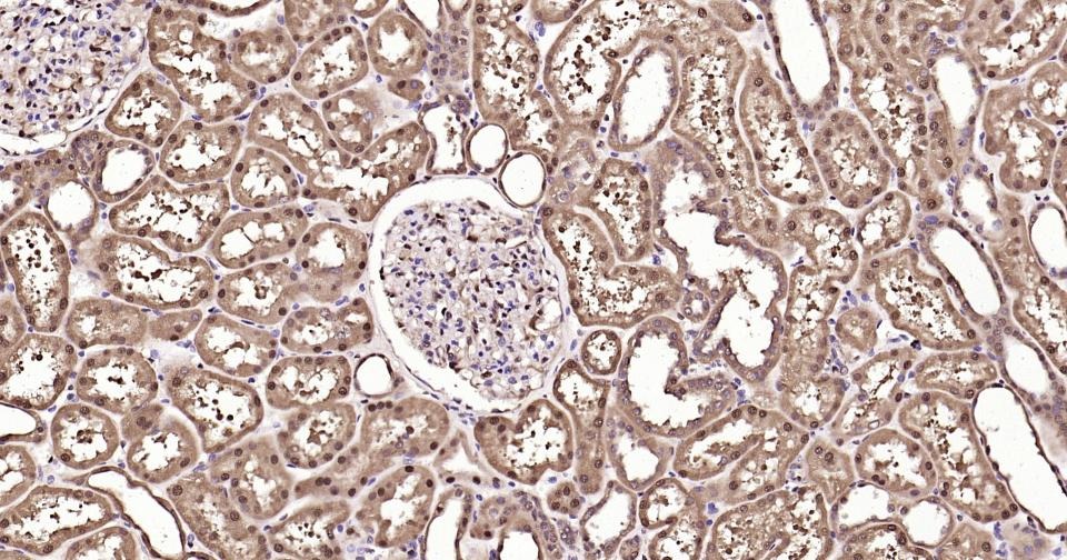 GAPDH Loading Control Polyclonal Antibody 2
