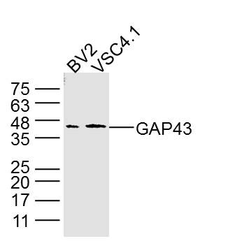 Anti-GAP43 Antibody (6V411)
