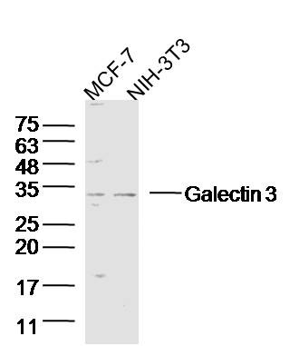Anti-Galectin-3/LGALS3 Polyclonal Antibody