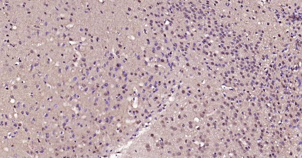 GAPDH Loading Control Antibody (1K734)