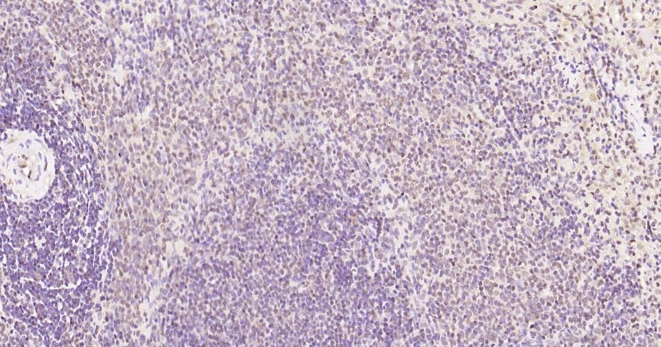 GAPDH Loading Control Antibody (1K734)