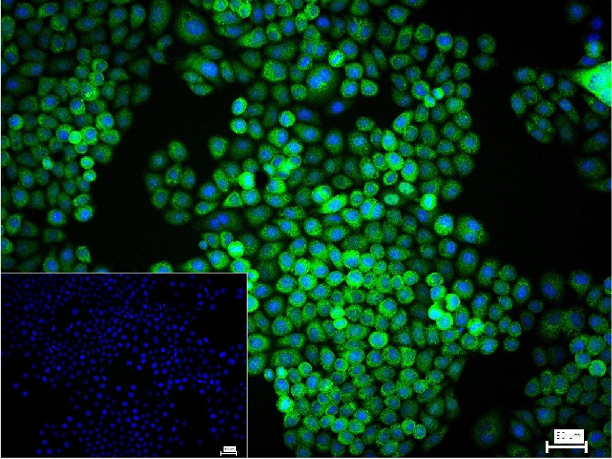 GAPDH Loading Control Antibody (1K734)