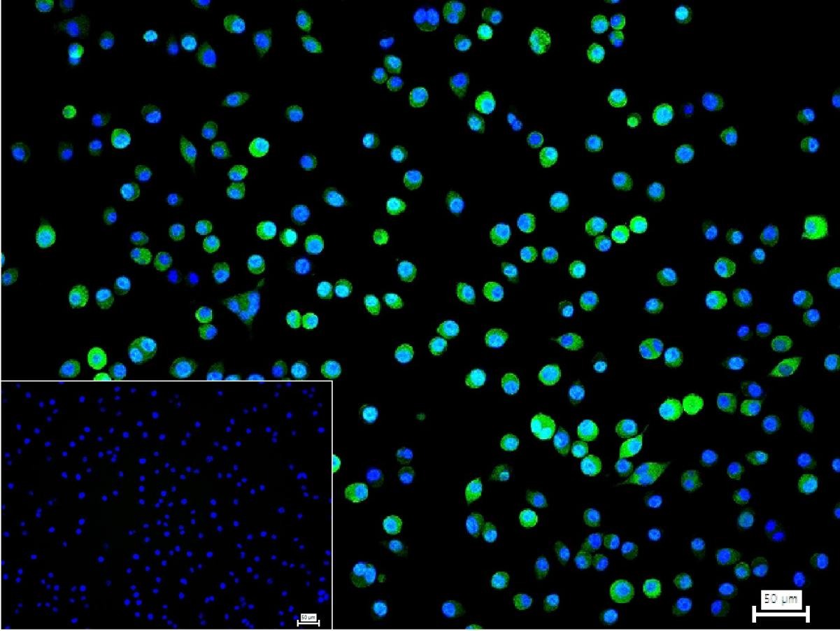 GAPDH Loading Control Antibody (1K734)
