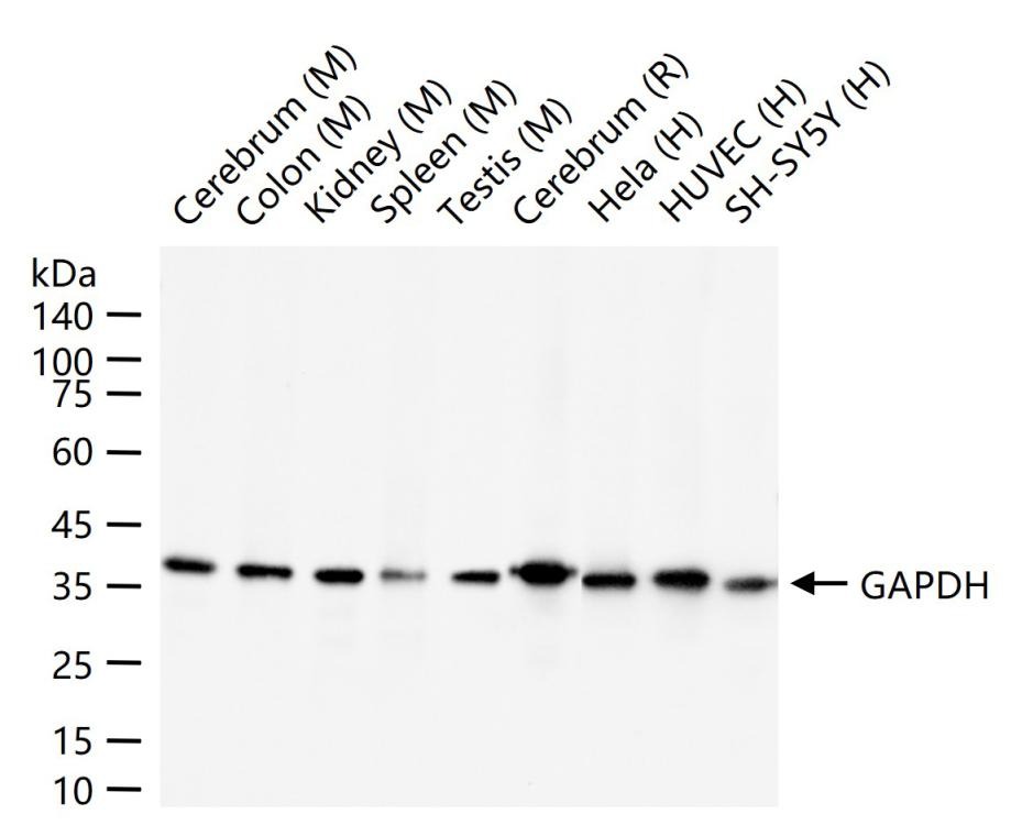 GAPDH Loading Control Antibody (1K734)