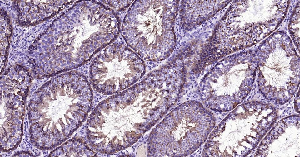 GAPDH Loading Control Antibody (1K734)